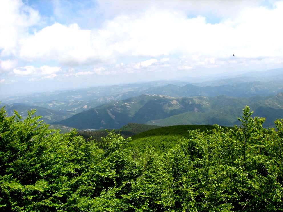 bosco,-fedagripesca-toscana:-“serve-un-patto-tra-proprietari-pubblici-e-privati-per-la-gestione”-–-toscana-news